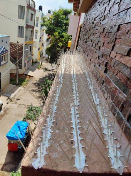Bird Spikes Service
